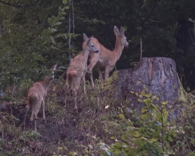 Capra cu doi iezi dintr-o pădure administrată de Ocolul Silvic Putna - foto-video Adi Luca