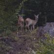 Capra cu doi iezi dintr-o pădure administrată de Ocolul Silvic Putna - foto-video Adi Luca