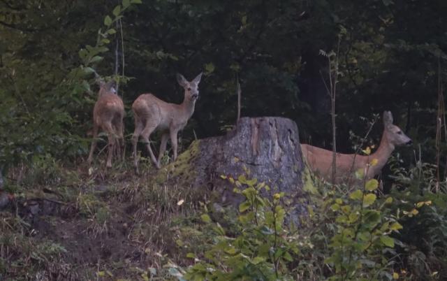 Capra cu doi iezi dintr-o pădure administrată de Ocolul Silvic Putna - foto-video Adi Luca