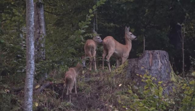 Capra cu doi iezi dintr-o pădure administrată de Ocolul Silvic Putna - foto-video Adi Luca