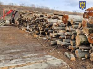 Cantități mari de lemn din afara circuitului legal