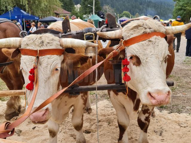 Fermierii și-au adus animalele la expoziție