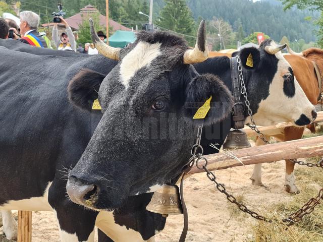 Fermierii și-au adus animalele la expoziție