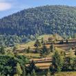 Suprafața totală de pădure în România este de 7.037.607 ha, din care terenuri acoperite cu arbori 6.929.047 ha, iar terenuri destinate împăduririi 56.653 ha 1
