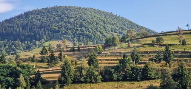 Suprafața totală de pădure în România este de 7.037.607 ha, din care terenuri acoperite cu arbori 6.929.047 ha, iar terenuri destinate împăduririi 56.653 ha 1