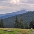 Suprafața totală de pădure în România este de 7.037.607 ha, din care terenuri acoperite cu arbori 6.929.047 ha, iar terenuri destinate împăduririi 56.653 ha