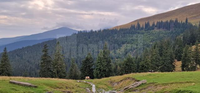 Suprafața totală de pădure în România este de 7.037.607 ha, din care terenuri acoperite cu arbori 6.929.047 ha, iar terenuri destinate împăduririi 56.653 ha