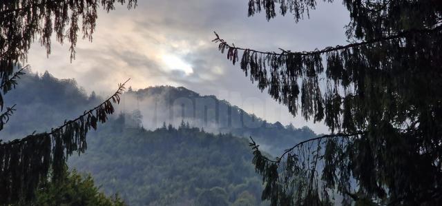 Suprafața totală de pădure în România este de 7.037.607 ha, din care terenuri acoperite cu arbori 6.929.047 ha, iar terenuri destinate împăduririi 56.653 ha