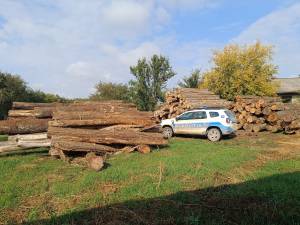 Peste 500 metri cubi de material lemnos au fost confiscați de la o singură firmă