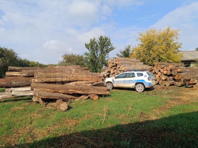 Peste 500 metri cubi de material lemnos au fost confiscați de la o singură firmă