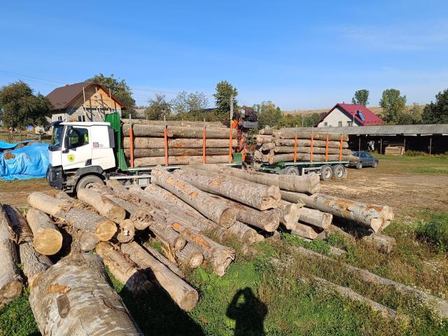 Peste 500 metri cubi de material lemnos au fost confiscați de la o singură firmă