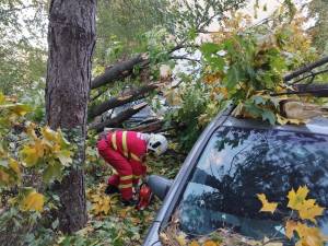 Autoturisme avariate de un copac căzut