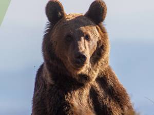 Campanie WWF – „Ajută ursul să rămână în pădure!”
