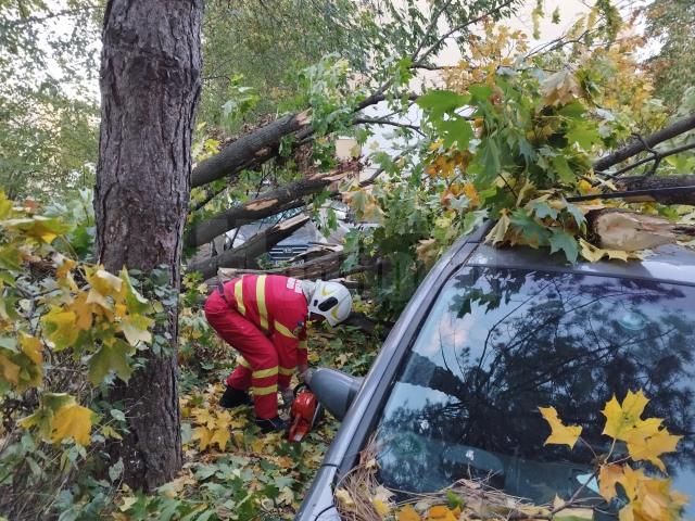 Trei autoturisme parcate pe strada Oituz au fost avariate de un copac care a căzut peste acestea