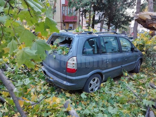 Trei autoturisme parcate pe strada Oituz au fost avariate de un copac care a căzut peste acestea