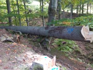 Inspectorii Gărzii Forestiere Suceava au constatat un număr de 111 cioate provenite din tăieri ilegale de arbori