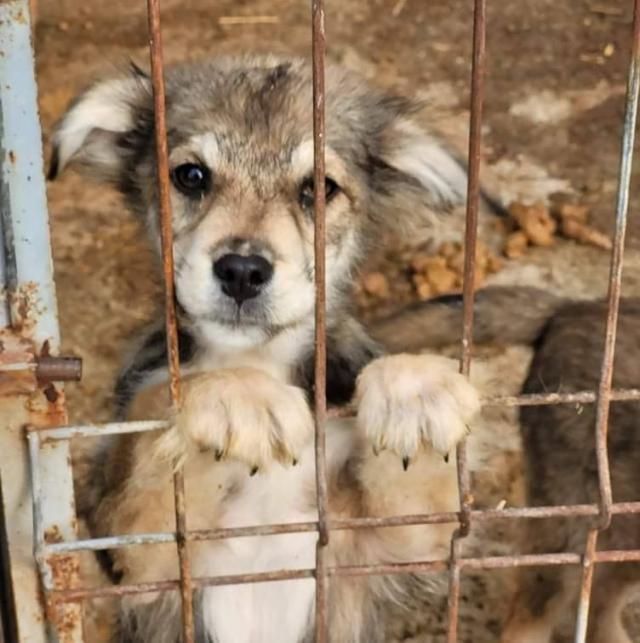 Primul Târg de adopție organizat de Asociația Prodog Suceava și Cabinetul Veterinar Premium Vet are loc duminică, 5 noiembrie, în parcarea Shopping City Suceava