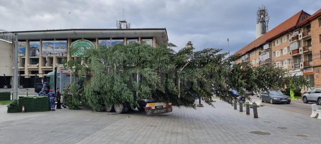 Bradul de sărbători a fost adus în centrul Sucevei