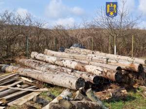 Peste 60 de mc lemn care nu putea fi justificat, identificat la o societate de la munte