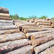 Nereguli majore la o firmă care se ocupa cu debitarea materialului lemnos