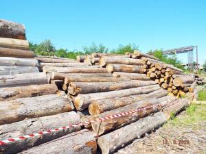 Cantități mari de material lemnos nu se regăseau în depozitul firmei din Cârlibaba