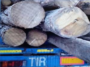 Transport fictiv de material lemnos identificat de Garda Forestieră Suceava în programul SUMAL