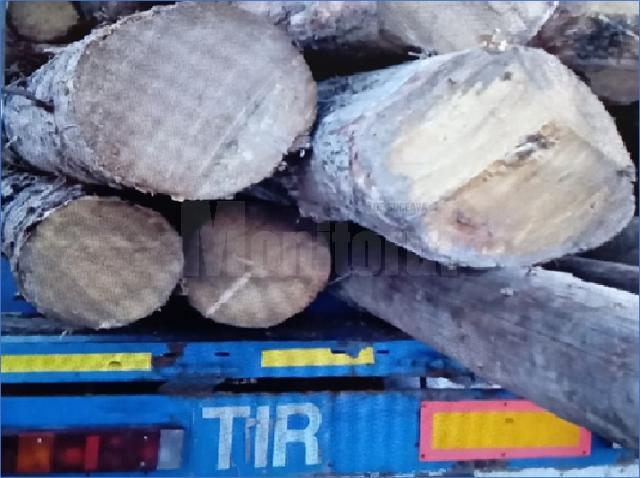 Transport fictiv de material lemnos identificat de Garda Forestieră Suceava în programul SUMAL