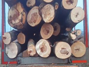 Transporturi fictive de materiale lemnoase identificate de către Garda Forestieră Suceava și Poliția Municipiului Fălticeni