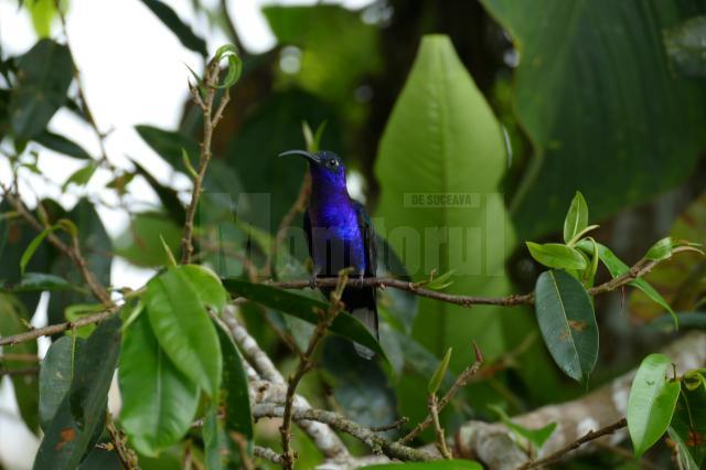 LEGENDA PĂSĂRII COLIBRI