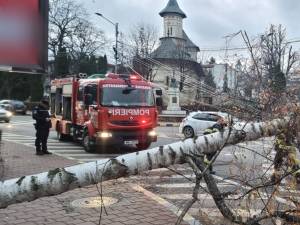 Copac căzut pe carosabil, în fața Teatrului Municipal „Matei Vișniec” din Suceava