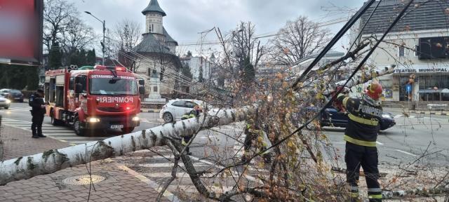 Copac căzut pe carosabil, în fața Teatrului Municipal „Matei Vișniec” din Suceava