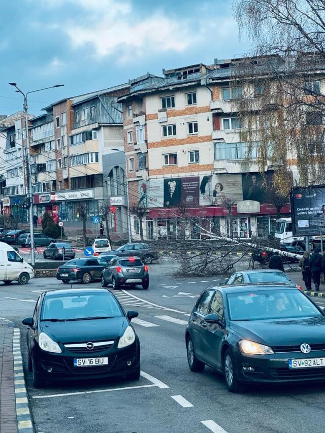 Copac căzut pe carosabil, în fața Teatrului Municipal „Matei Vișniec” din Suceava