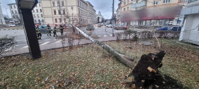 Copac căzut pe carosabil, în fața Teatrului Municipal „Matei Vișniec” din Suceava