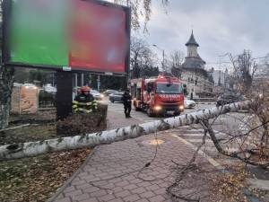 Copac căzut pe carosabil, în fața Teatrului Municipal „Matei Vișniec” din Suceava