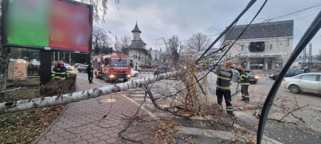 Copac căzut pe carosabil, în fața Teatrului Municipal „Matei Vișniec” din Suceava