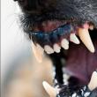 Condamnat cu executare după ce câinele său agresiv a atacat o femeie