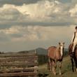 WARBOY, un film cu elemente de western, va fi difuzat la Gura Humorului, Suceava, Rădăuți și Siret