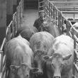 „Bază de preluare a animalelor”