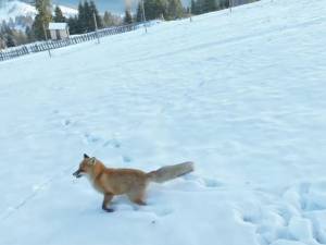 Vulpe pusă pe fugă de o dronă ce filma peisaje din Bucovina 2 - sursa Casian Mitu