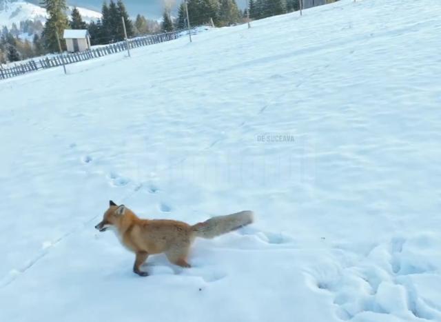 Vulpe pusă pe fugă de o dronă ce filma peisaje din Bucovina 2 - sursa Casian Mitu