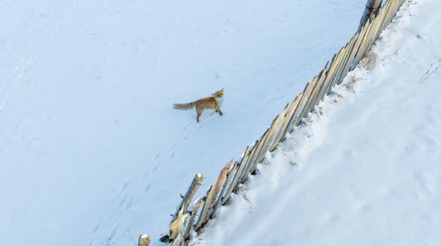 Vulpea pusă pe fugă de dronă. Foto Casian Mitu