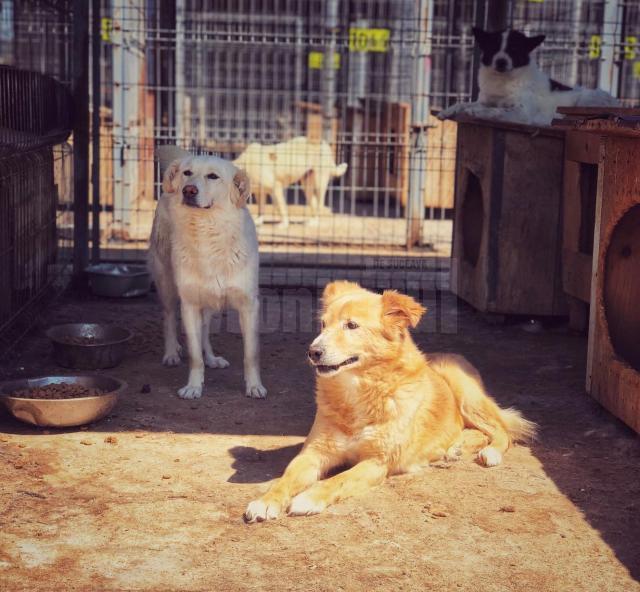 De la începutul anului, 52 de câini din adăpostul din Lunca Sucevei au fost adoptați