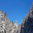 Frumoase peisaje de iarnă din pădurile Sucevei, prezentate de RNP