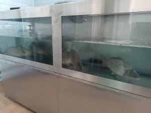 Magazin cu specific pescăresc, deschis la Dumbrăveni