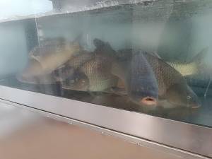 Magazin cu specific pescăresc, deschis la Dumbrăveni