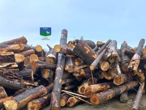 Material lemnos de esență rășinoase fără fără proveniență legală, confiscat din depozitul societatii din Sucevița