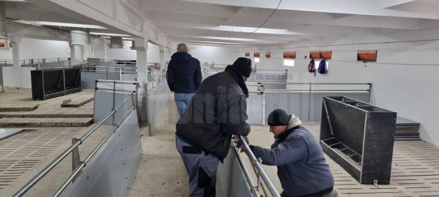 Ferma de porci ar urma să fie inaugurată în prima jumătate a lunii aprilie a acestui an