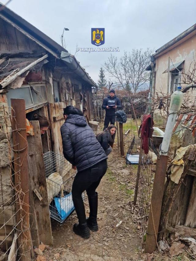 Pisicile și câinii era ținuți în cuști de iepuri