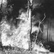„Pădure incendiată”