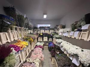 Oferte speciale la Depozitul de Flori Cattleya Warehouse din Șcheia